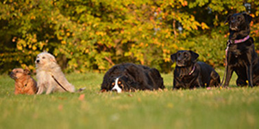 Hundeschule Dortmund Galerie Bild 1