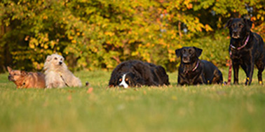Hundeschule Dortmund Galerie Bild 1