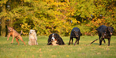 Hundeschule Dortmund Galerie Bild 1