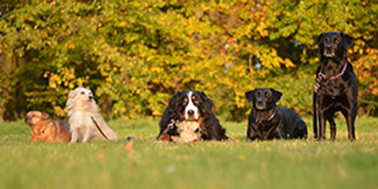 Hundeschule Dortmund Galerie Bild 1