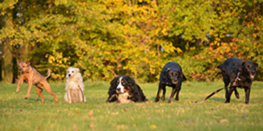 Hundeschule Dortmund Galerie Bild 1