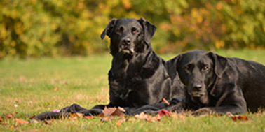 Hundeschule Dortmund Galerie Bild 1