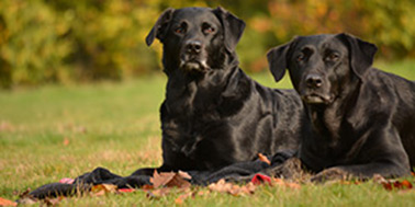 Hundeschule Dortmund Galerie Bild 1