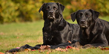 Hundeschule Dortmund Galerie Bild 1