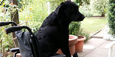 Hundeschule Dortmund Galerie Bild 1