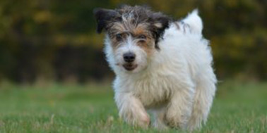 Hundeschule Dortmund Galerie Bild 1