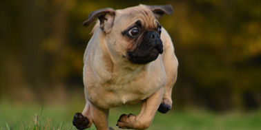 Hundeschule Dortmund Galerie Bild 1
