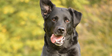 Hundeschule Dortmund Galerie Bild 1