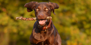 Hundeschule Dortmund Galerie Bild 1