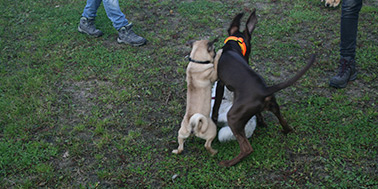 Hundeschule Dortmund Galerie Bild 1