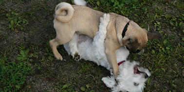 Hundeschule Dortmund Galerie Bild 1