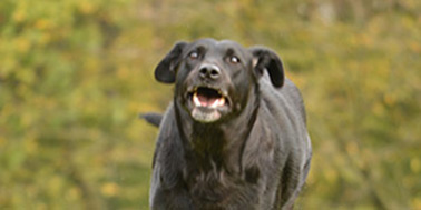 Hundeschule Dortmund Galerie Bild 1