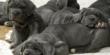 Hundeschule Dortmund Galerie Bild 1