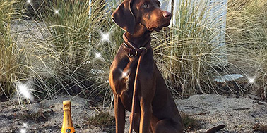 Hundeschule Dortmund Galerie Bild 1