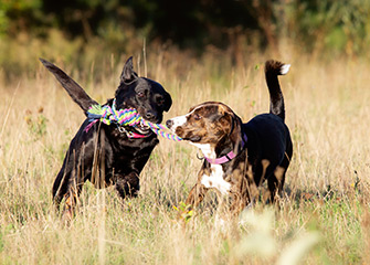 Hundeschule Dortmund Galerie Bild 57