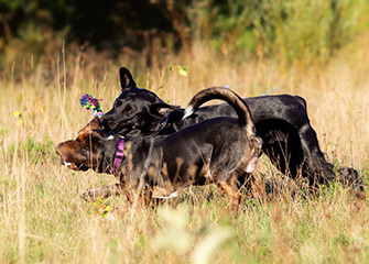 Hundeschule Dortmund Galerie Bild 58