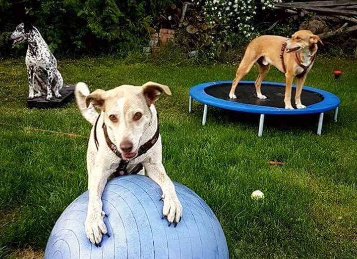 Hundeschule Sportschule
