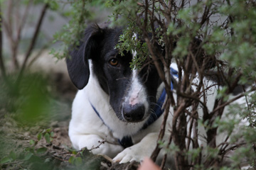 Hunde Privat- und Einzelunterricht