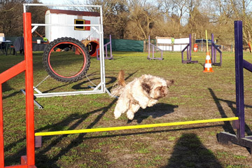 Hundeschule Dortmund - Agility