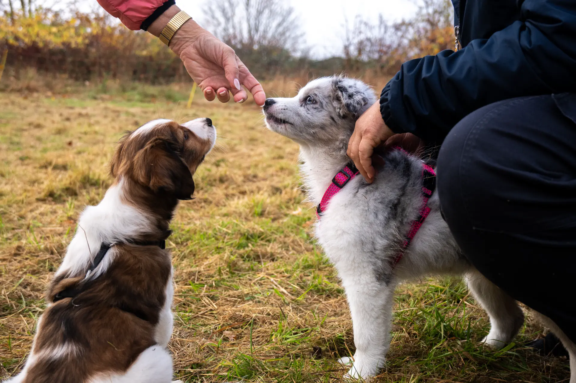 Stefanie Riemer HundeschuleN Dortmund 2 Hunde auf der Hundewiese