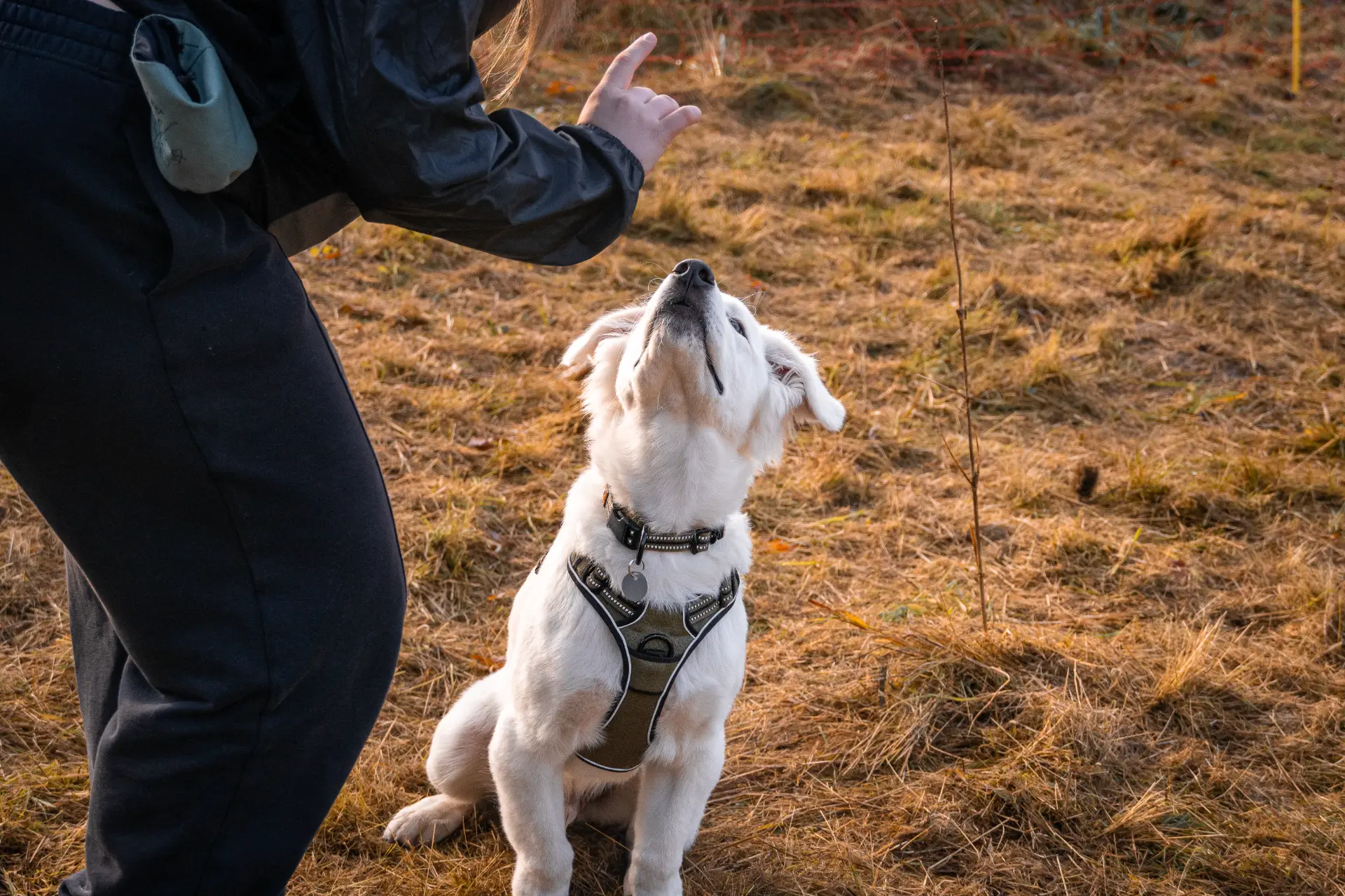 Stefanie Riemer HundeschuleN Dortmund Golden Retriever Welpe auf der Hundewiese