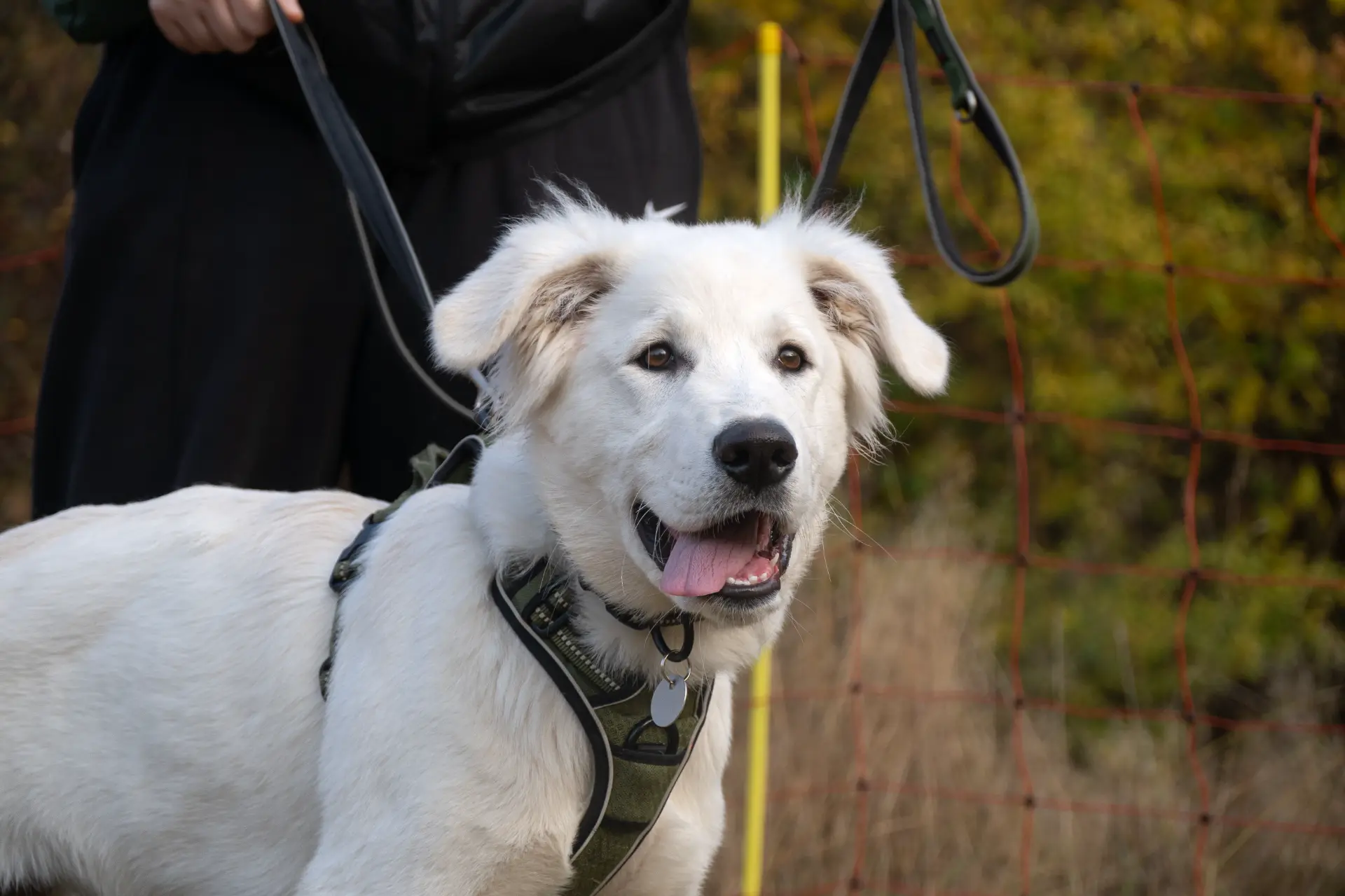 Stefanie Riemer HundeschuleN Dortmund Hund auf der Hundewiese