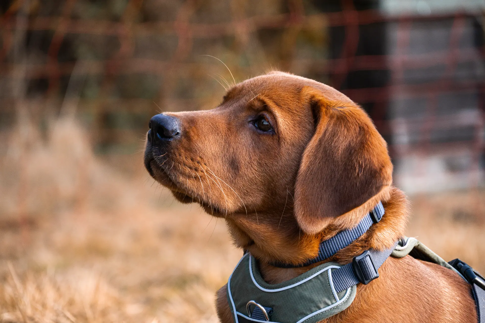 Stefanie Riemer HundeschuleN Dortmund Ungarischer Vorstehhund Magyar Vizsla